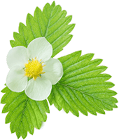 StrawberryFlower 2